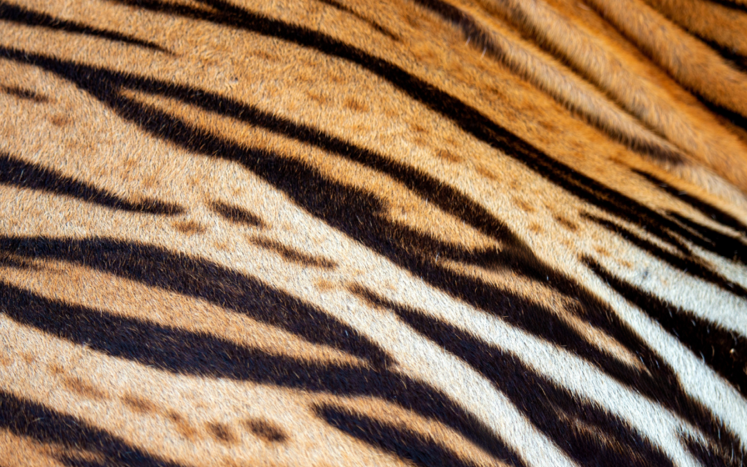 Hoe je hersenen omgaan met stress